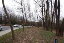 Jak dęby katyńskie przeszkodziły Lidlowi - sprawdź!