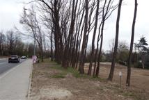 Jak dęby katyńskie przeszkodziły Lidlowi - sprawdź!