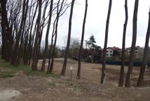 Jak dęby katyńskie przeszkodziły Lidlowi - sprawdź!