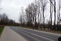 Jak dęby katyńskie przeszkodziły Lidlowi - sprawdź!