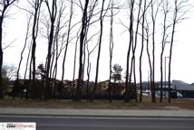 Jak dęby katyńskie przeszkodziły Lidlowi - sprawdź!