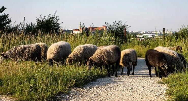 „Zielone kosiarki” na Zakrzówku