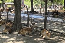 Japońskie klimaty - podróż po cesarskim kraju samurajów