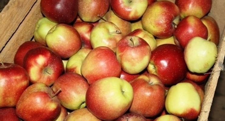 Bezpłatne jabłka i warzywa dla mieszkańców Rzezawy