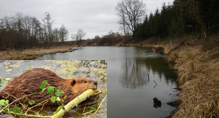 Bóbr nad Rabą?