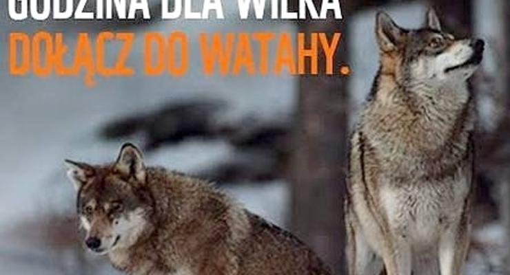 Bochnia w akcji „Godzina dla wilka”